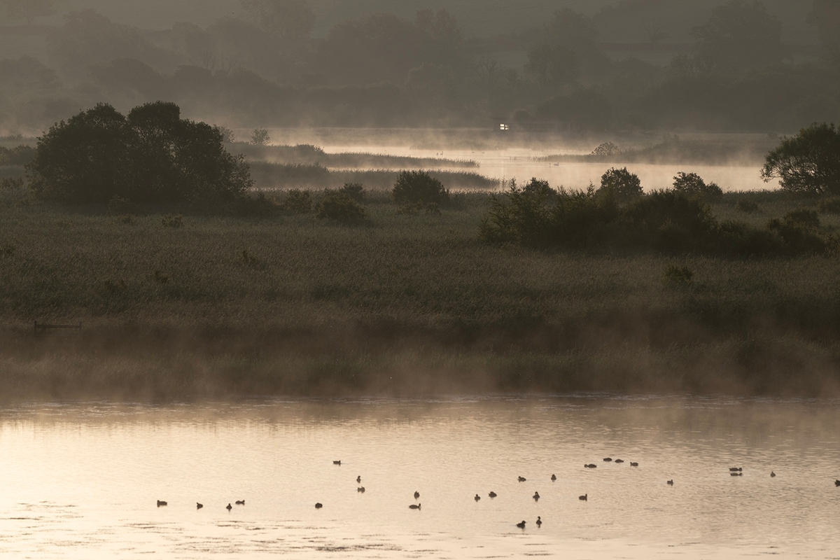 Early Morning at Leighton Moss - Steve Bird - Highly Commended